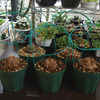 亀甲竜の実生⑯：3.5号鉢に植え替え