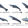 刀の国に生まれたからには嗜みとして鍛冶職人の作を一振り持っていたい