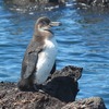 野生のペンギンが見たい！南極以外でペンギンが見られる場所4選