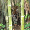 密林の王者トラは竹林もよく似合う・・・静岡県・浜松市動物園