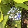 地植えした紫陽花が咲きました