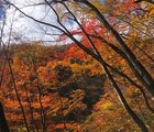 奥多摩紅葉登山おすすめ5選！見頃の時期・絶景スポット・登山コースを実体験から紹介