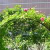 これから薔薇のアーチを作りたい方へ