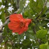 🧡ザクロの花とジャガイモの開花