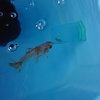 金魚の浮きフンが気になる