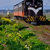 菜の花の咲く津軽鉄道を往く、DD352牽引の旧型客車を撮る！