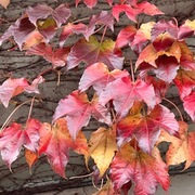 ツタ/蔦もみじを詠った短歌 カエデと並んで，古来から紅葉の美しさが詠