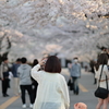 近所の桜