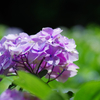 梅雨の晴れ間に太平山の紫陽花を撮りに行ってきた