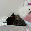野生を忘れたんだね😉😉