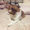 猫写真♯584