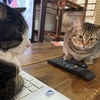 ねこ64話　PCねこそぼろ。