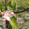 リンゴの花咲く季節です。