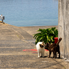 玄海諸島のねこさん