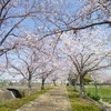 奈良市の隣の木津川市の桜の名所穴場スポットはふれあい広場です！