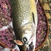 tossy spoon～BROOK TROUT