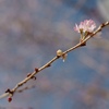 早くも桜が咲いた？