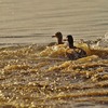 水辺の鳥たち