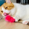 【猫学】猫は本当に猫舌なのか？猫舌について調べてみました。