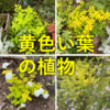 周囲を明るくする『黄色い葉っぱ（黄金葉）』の植物～実際に育てたおすすめ宿根草・低木11選