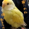 コザクラインコに癒されています(≧▽≦)