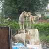 狂犬病の犠牲者はヤンゴン総合病院「だけ」で今年１８例、危険地帯はダラ地区