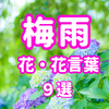 梅雨時期に咲くおすすめのお花と花言葉 9選