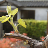 お湯休め「食べる芽　食べられない芽（？）」