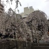 雨の六角堂🌸