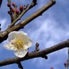 梅の花が開花しました！