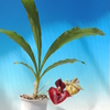 Catasetum Orchidglade &#039;Jack of Diamonds&#039; AM/AOS