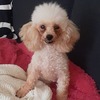 No.250513B-TPF（トイプードル 6歳 2.5kg ♀)
