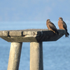 ツルの国へ鳥を見に行った日記。（２０２５　０１１８－１９）その１。