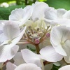 アジサイの花（1）