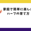 ハーブガーデニングの基本：家庭で簡単に楽しむハーブの育て方　ステップ6