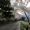 桜満開・たのせ特別漁区解禁間近