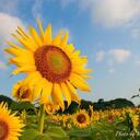 医大生の考えごと🌻