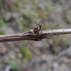 Staphylea bumalda　ミツバウツギ