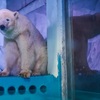 「世界一悲しいホッキョクグマ」　中国のショッピングセンターから自然の海へ帰ることが決定