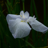 ハナショウブ：花菖蒲