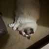 真夏の暑さで疲れたのか今日はとてもよく眠ったふくちゃん