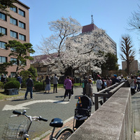 盛岡地方裁判所の石割桜～国の天然記念物②