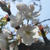 監物台樹木園の桜