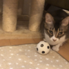 【サッカー】メッシに憧れてる猫はこちらです...