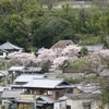 小豆島は桜の島　その③ 小豆島中山地区にある山寺も桜に包まれていました(笑み)