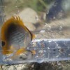 æ­»æ»…å›žéŠé­šæŽ¡é›†
