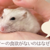 ハムスターがご飯を食べない？食欲がないとき考えられる11個の原因