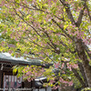 白峯神宮の鬱金桜と撫子桜