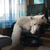 愛犬JOYとのひととき