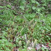 Horsetails and Trilliums